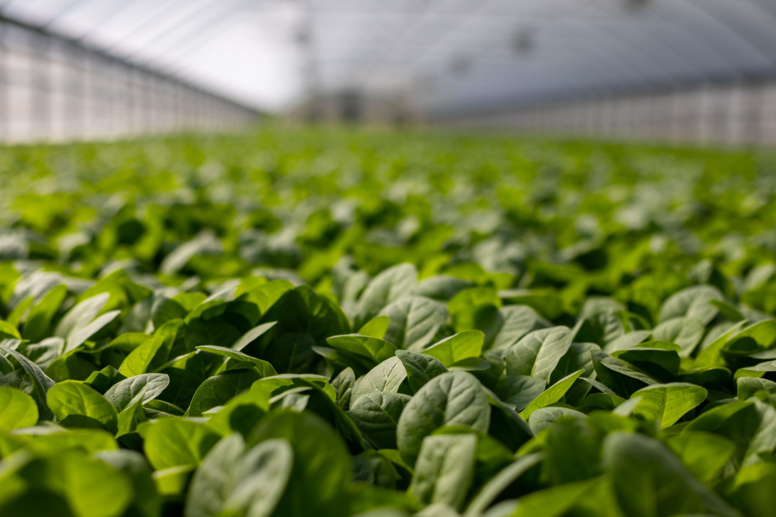 Agricultura